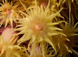Sun coral
This coral is native from de Indo-Pacific and ... by João Paulo Krajewski 